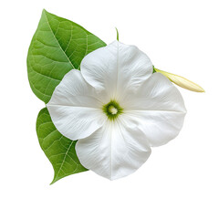 Morning Glory, Morning Glory Flower Blooms, Blue Sunlit Petals in Garden, isolated on transparent background