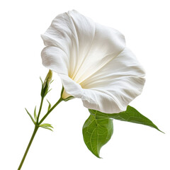 Morning Glory, Morning Glory Flower Blooms, Blue Sunlit Petals in Garden, isolated on transparent background
