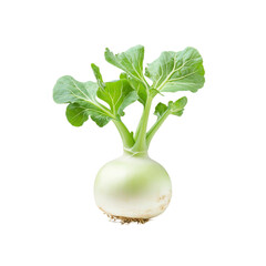 Fresh Green Organic Turnip Root Vegetable with Leaves Isolated on Black Background