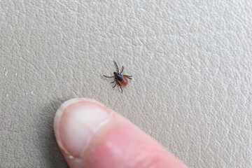 Laufende Zecke neben Finger