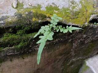 This is a photo of a Pellaea atropurpurea fern growing from a crack in a mossy stone wall