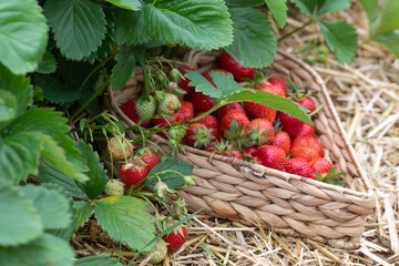 Erdbeeren in Herzform im Korb am Erdbeerfeld mit Stroh.