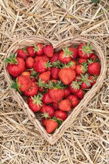 Erdbeeren in Herzform im Korb am Erdbeerfeld mit Stroh.