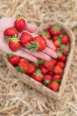Erdbeeren in Herzform im Korb und auf der Hand.