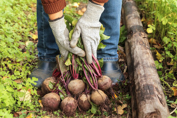 Harvesting organic fresh dirty root vegetables harvest. Farmer hands in gloves holding bunch of...