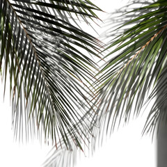 Fototapeta premium palm tree branch