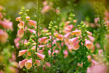 Pink foxglove flowers in the summer garden  © Maryna Konoplytska