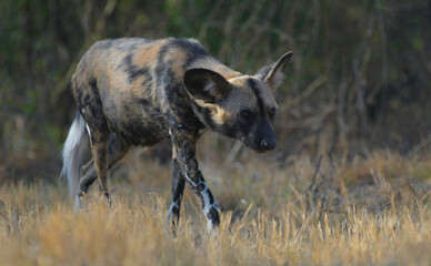 African wild dog (Lycaon pictus), also called painted dog and Cape hunting dog in an african game reserve