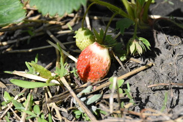 Ripe Strawberry Growing in Garden