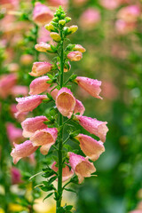Pink foxglove flowers in the summer garden  © Maryna Konoplytska