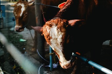 Beautiful Brown Cow  in Sunlight, Tied with Rope in Outdoor Stall