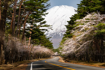 富士山続く道と桜が咲く春の風景
