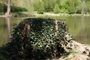 Ivy-Covered Tree Stump by a Tranquil Pond in Spring