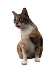 Fototapeta premium A female cat showcasing a serene and attentive posture isolated on white background. The cat is on guard so as not to be disturbed by other cats