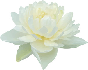 lotus pink flower blooming15