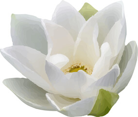 lotus pink flower blooming16