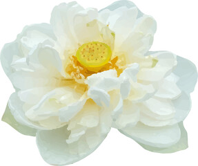 lotus pink flower blooming13