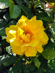A bright yellow rose in full bloom, with many delicate petals radiating out from the center. Surrounded by green leaves, creating a contrast that highlights the rich color of the flower.