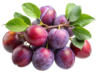 Fresh ripe plums on a branch with green leaves isolated on white