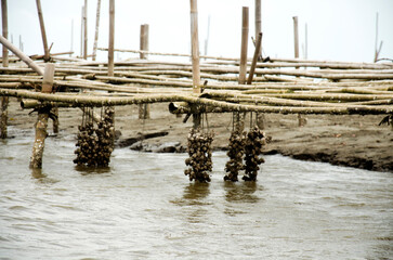 Aquaculture of shellfish Oyster farm in the sea