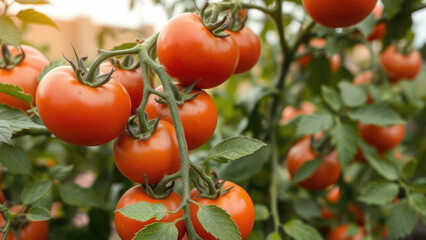 juicy ripe red tomatoes grow on a bush in a garden bed, vegetables, farm, harvest