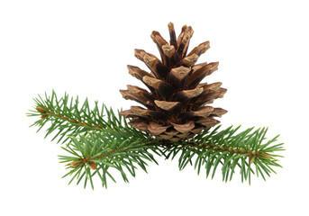 Fototapeta premium Isolated Natural Pine Cone and Evergreen Branch