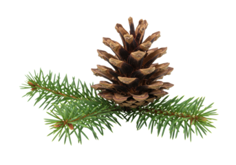 Isolated Natural Pine Cone and Evergreen Branch