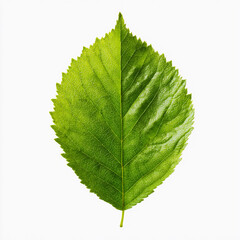 Large green leaf showing intricate vein patterns and texture