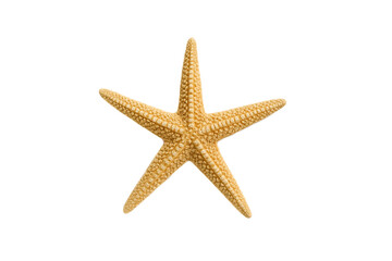 Close-up of a dried natural starfish with five arms, isolated on a clean white background. Perfect for marine-themed designs, educational materials, and beach decor concepts. 