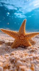 A starfish lying on the sandy ocean floor