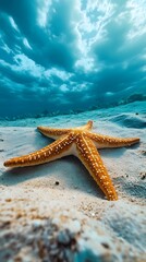 A starfish lying on the sandy ocean floor