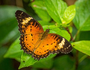 Obraz premium Nature’s Vibrant Beauty – Brightly Colored Butterfly Perched on Lush Green Leaves | Close-Up Wildlife Photography