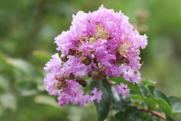 Close up  Pink  Tabebuia rosea blossom