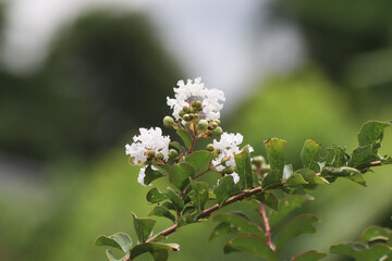 Close up  white Tabebuia rosea blossom