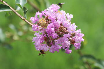 Obraz premium Close up Pink Tabebuia rosea blossom