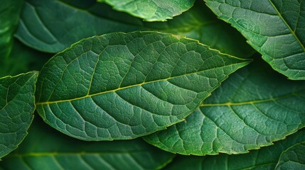 Fototapeta premium Close-up of vibrant green leaves with detailed veins and texture