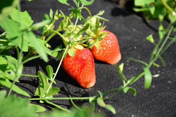 Ripe Strawberry Growing in Garden