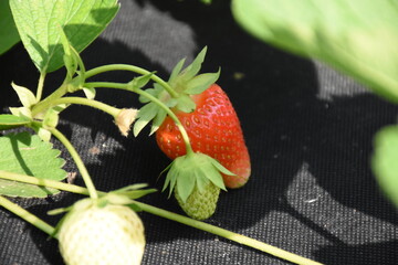 Ripe Strawberry Growing in Garden