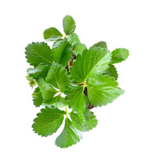Strawberry leaf isolated on white background.