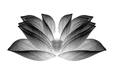 lotus isolated on white background.