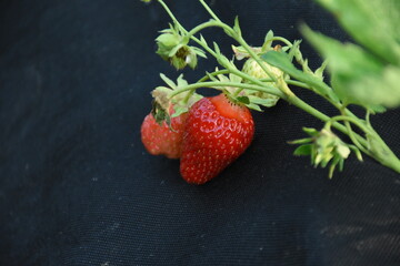 Ripe Strawberry Growing in Garden