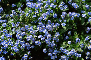 Full frame of blooming blue forget-me-not flowers in sunlight. Natural floral texture background, spring garden scene