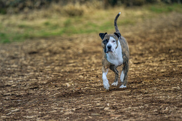 2025-03-02 A BROWN AND WHITE PITBULL DOG RUNNING DOWN A PATH WITH NICE EYES AND ITS FRONT PAW OFF THE GROUND AT THE OFF LEASH DOG AREA AT MARYMOOR PARK IN REDMOND WASHINGTON