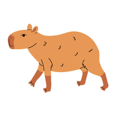 Cute capybara walking, isolated on white in cartoon flat style.