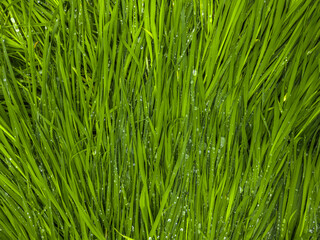 Lush green grass blades covered in vibrant water droplets
