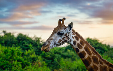 2025-01-04 A SIDE SHOT OF A MATURE GIRAFFE WITH A DARK EYE AND NICE MARKINGS WITH A GOLD COLORED SUNSET IN KENYA