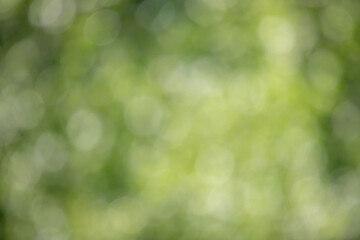 The image is a blurry green background with a few green leaves
