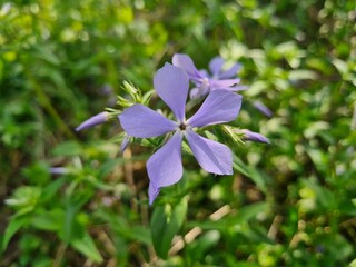 Serene Beauty: Blue Phloxes in Bloom