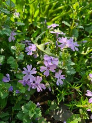 Serene Beauty: Blue Phloxes in Bloom