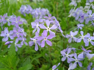 Obraz premium Serene Beauty: Blue Phloxes in Bloom